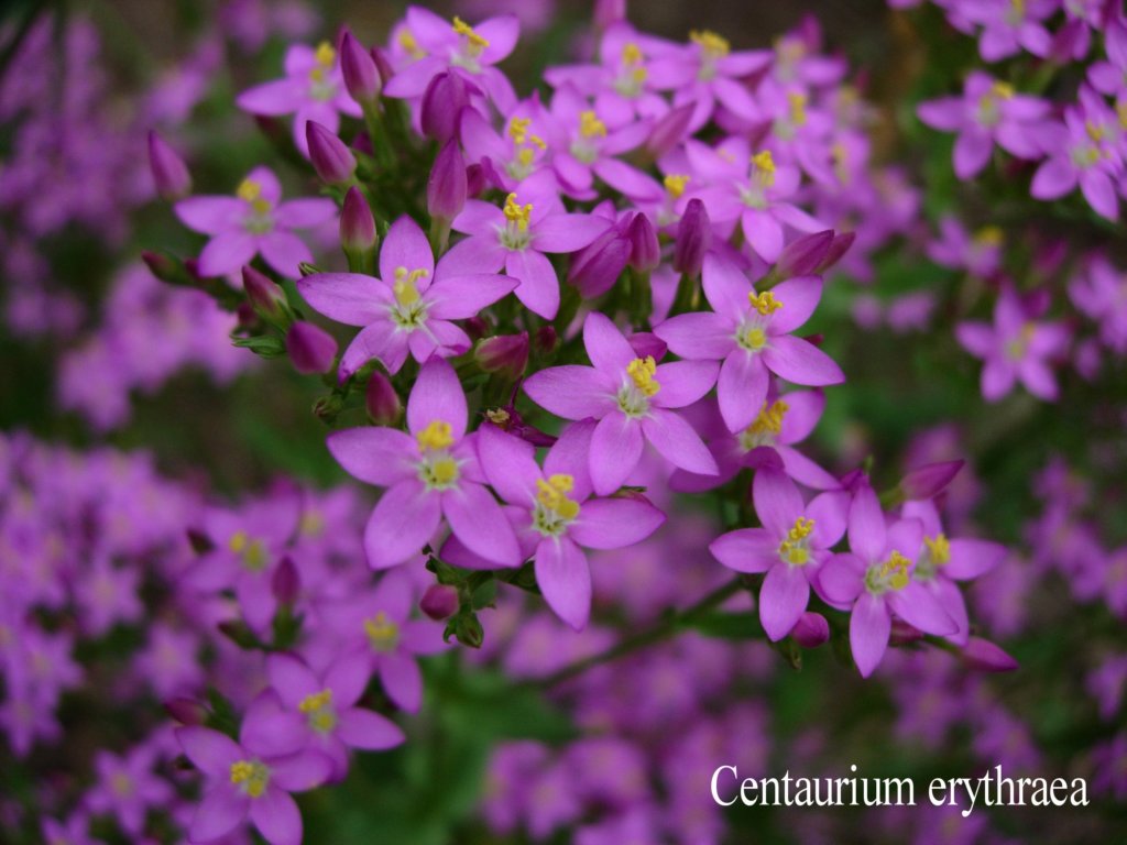 centaurea_minore.jpg