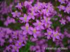 centaurea_minore_small.jpg