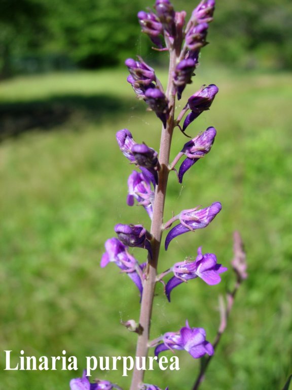 linaria.jpg