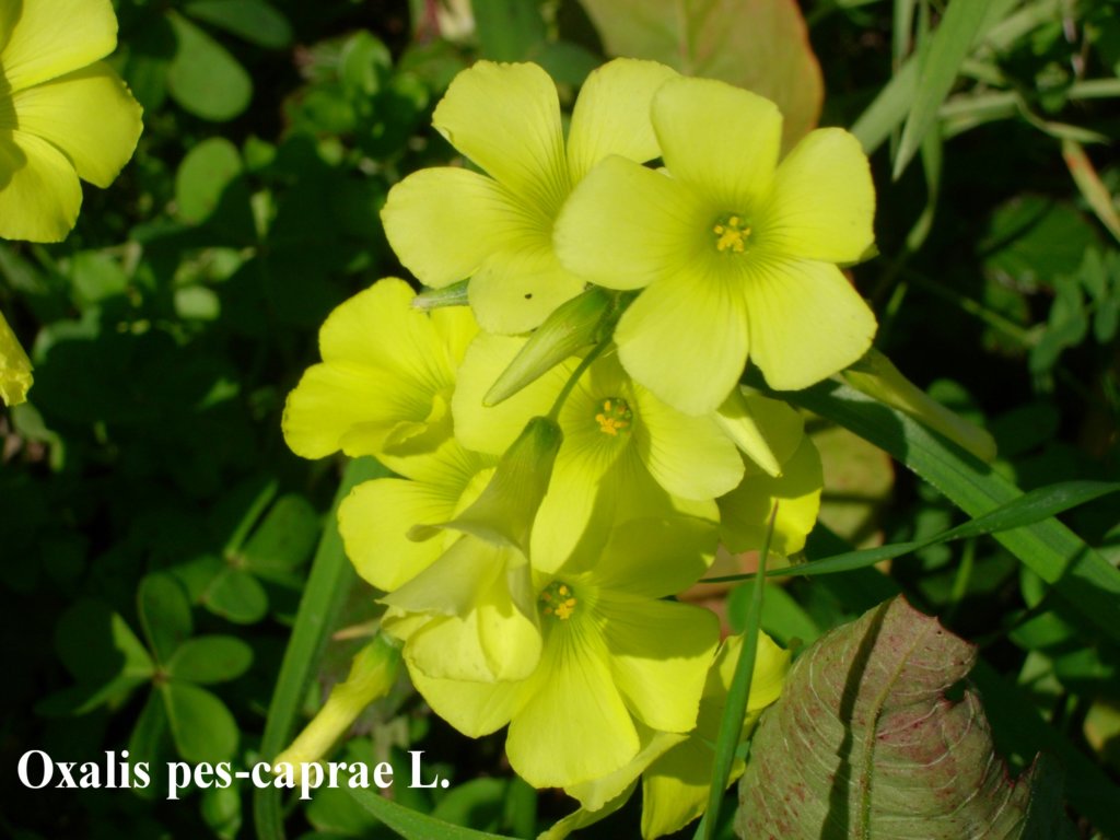 oxalispescaprae.jpg