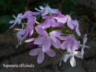 saponaria_small.jpg