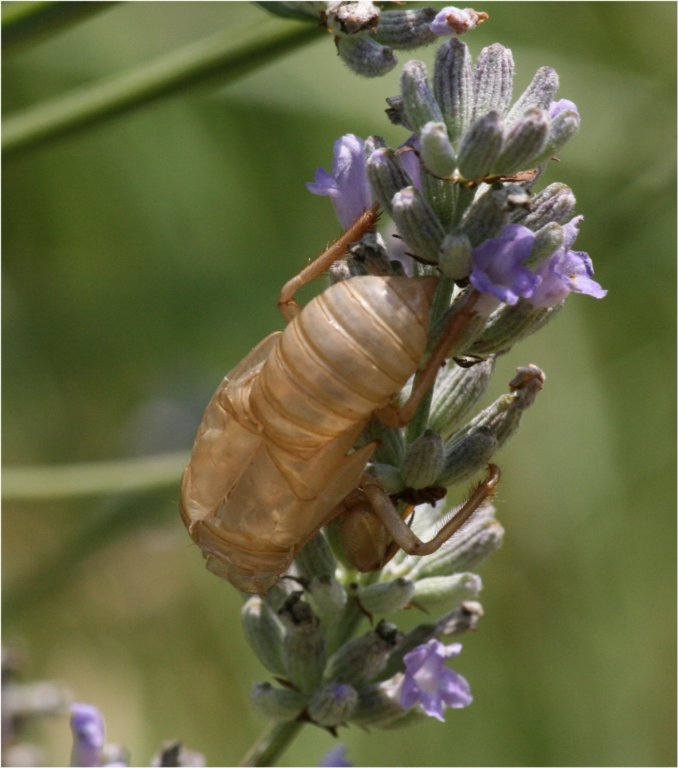 esuvia_cicala.jpg