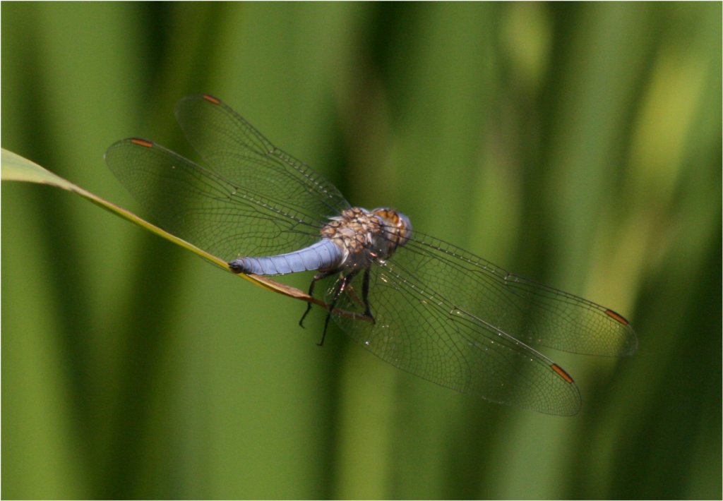 orthetrum_brunneum.jpg