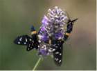 syntomis_phegea3_small.jpg