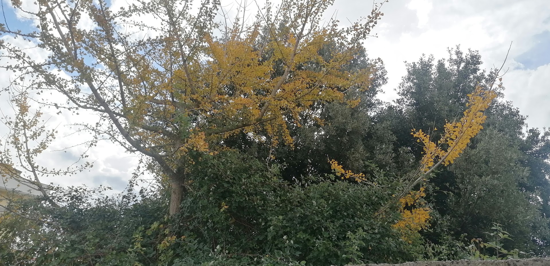 La pianta aromatica incredibile che allontana i topi dal nostro giardino e  dalla nostra casa